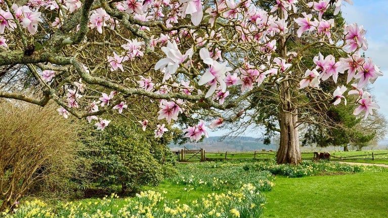 Pink magnolia tree on the Tennis Lawn